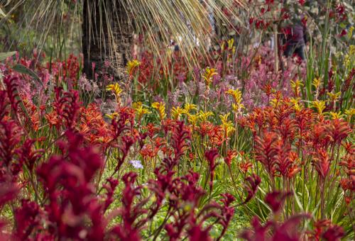 Red, pink, orange and yellow kangaroo paw plants
